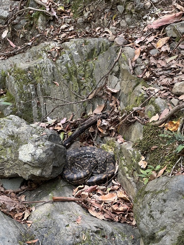 Coastal Carpet Python sighting