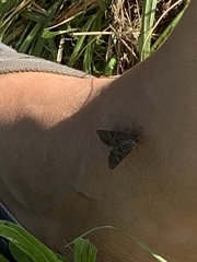 Apamea monoglypha