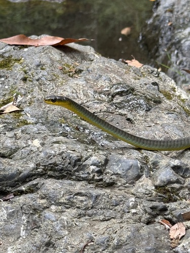 Common Tree Snake sighting