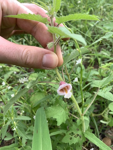 False Foxglove (Ceratotheca sesamoides)