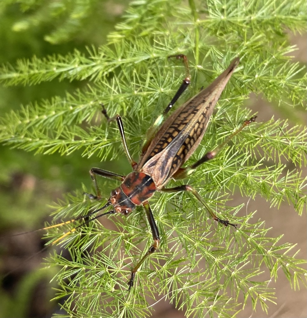 Scaphura curitibana