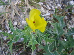 Argemone mexicana