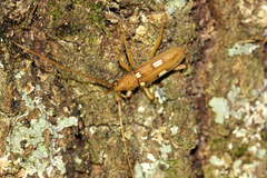 Eburia quadrigeminata