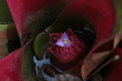 Neoregelia compacta