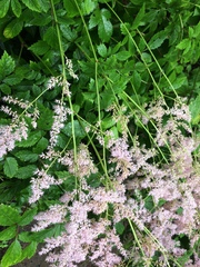 Astilbe