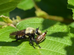 Laphria posticata