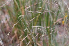 Andropogon virginicus