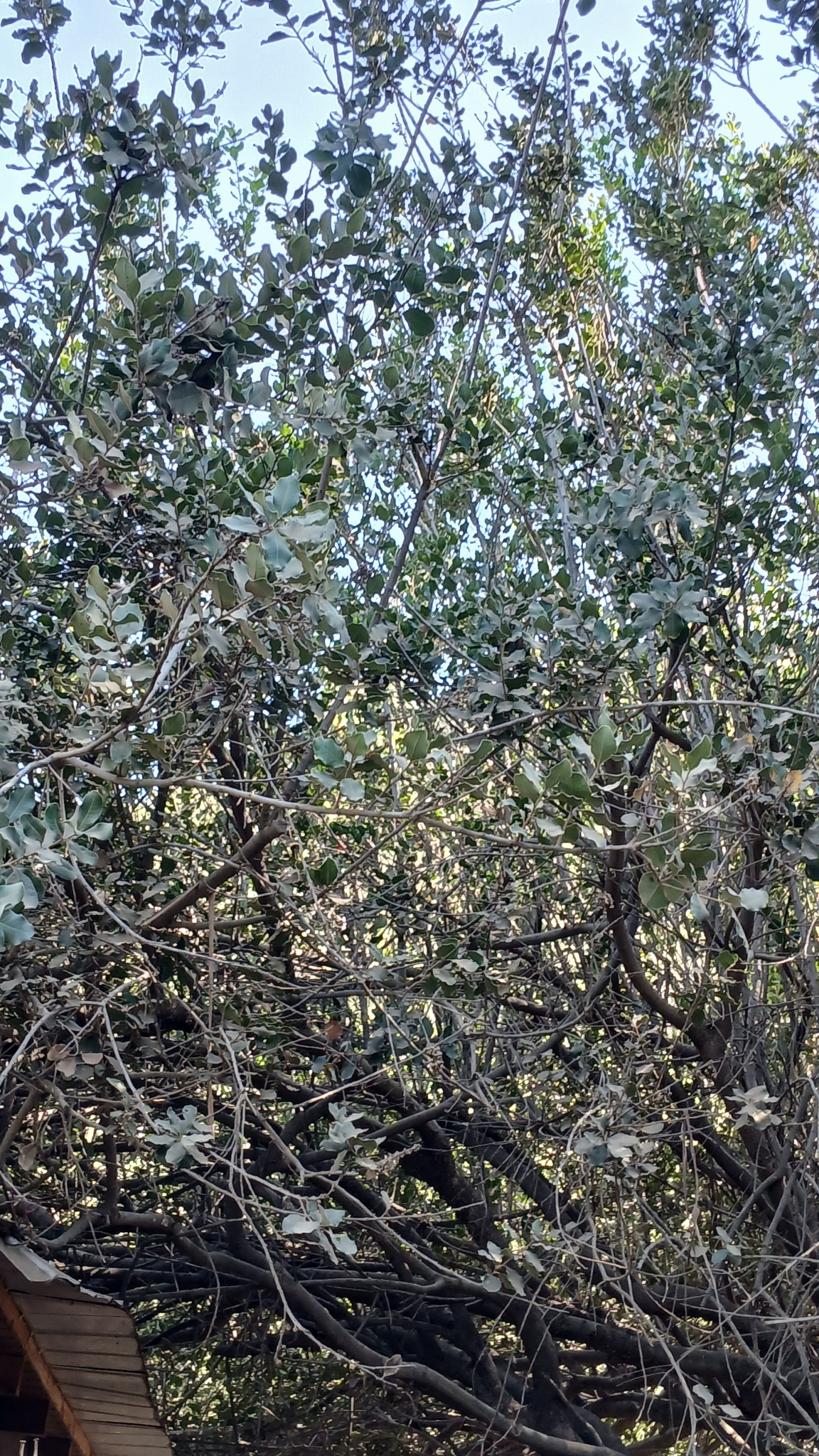 Imagem de Quilaia