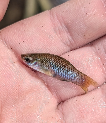 Merry widow (Phallichthys amates) — Poeciliidae — 5