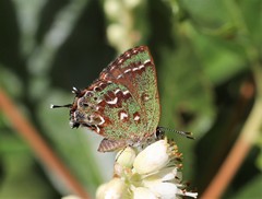 Callophrys hesseli