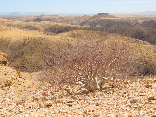 Commiphora virgata
