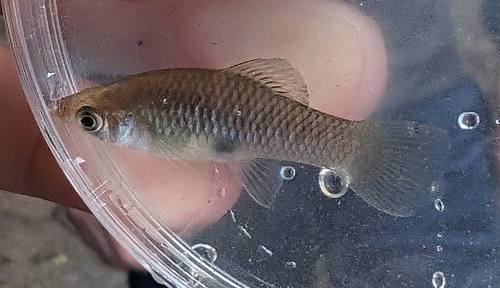 Merry widow (Phallichthys amates) — Poeciliidae — 4