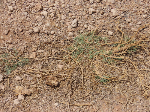 Image of Citrullus ecirrhosus by no rights reserved