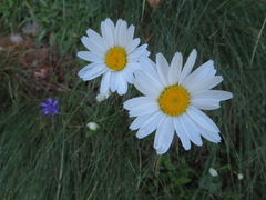 Leucanthemum heterophyllum