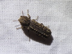 Lichenophanes bicornis