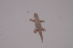 Hemidactylus platyurus