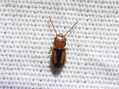 Laemophloeus terminalis
