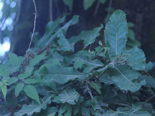 Image of Quercus semecarpifolia by (c) Sagnik Dutta Roy, some rights reserved (CC BY)
