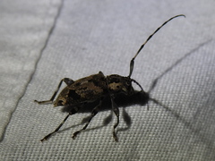 Graphisurus triangulifer