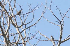 Vireo gilvus
