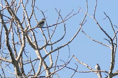 Vireo gilvus