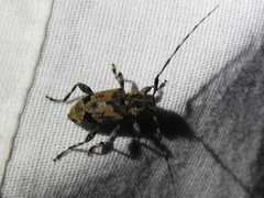 Graphisurus triangulifer