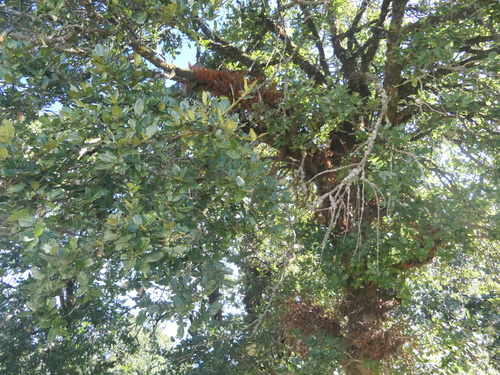 Image of Quercus semecarpifolia by (c) Sagnik Dutta Roy, some rights reserved (CC BY)