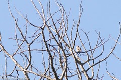 Vireo gilvus