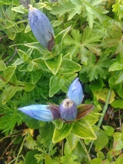 Gentiana platypetala
