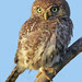 Pearl-spotted Owlet - Photo (c) Arno Meintjes, some rights reserved (CC BY-NC)