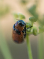 Coptocephala