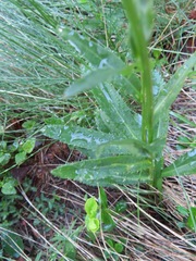 Leucanthemum heterophyllum