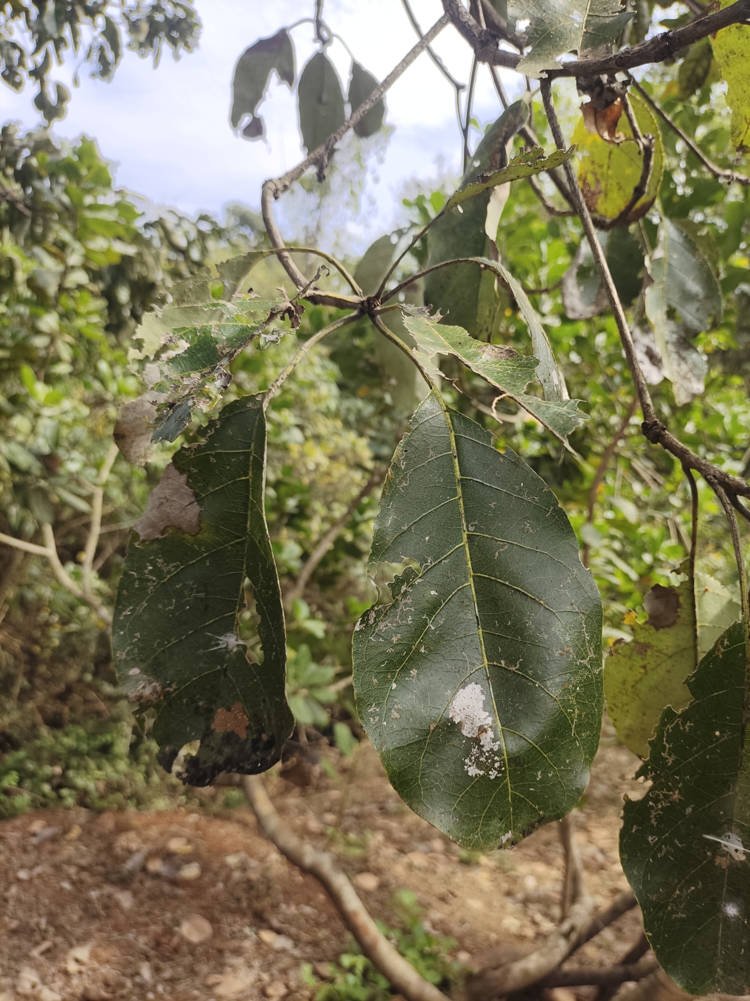Imagem de Barro-longo