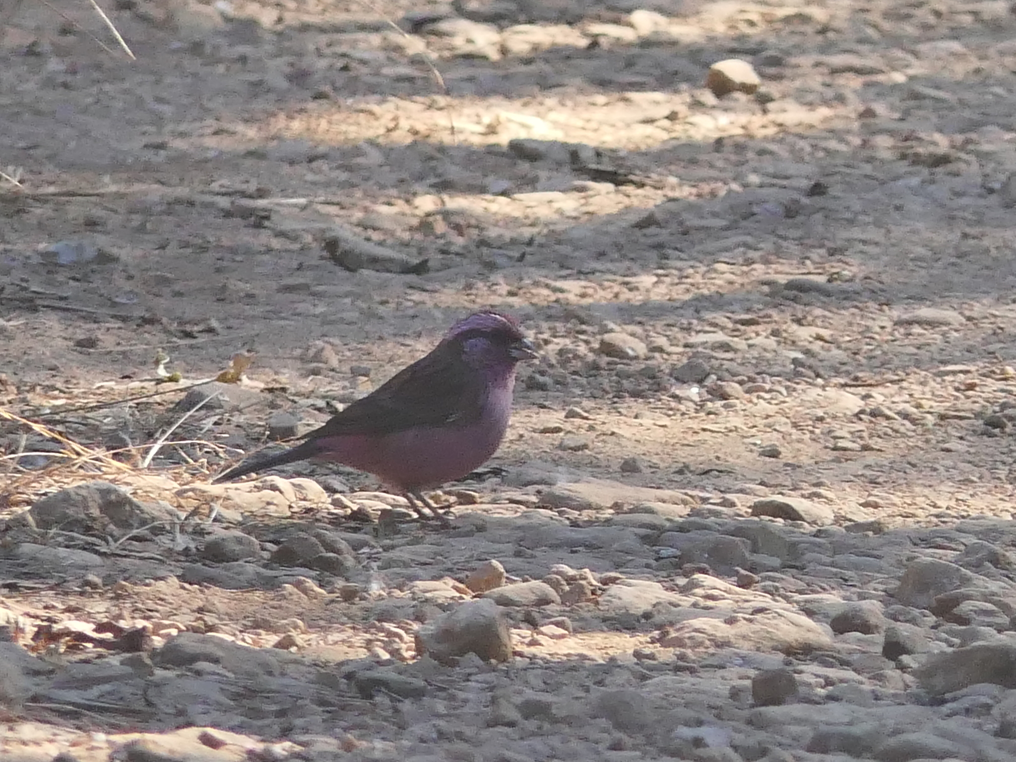 Pink-browed Rosefinch (Carpodacus rodochroa), photo 2