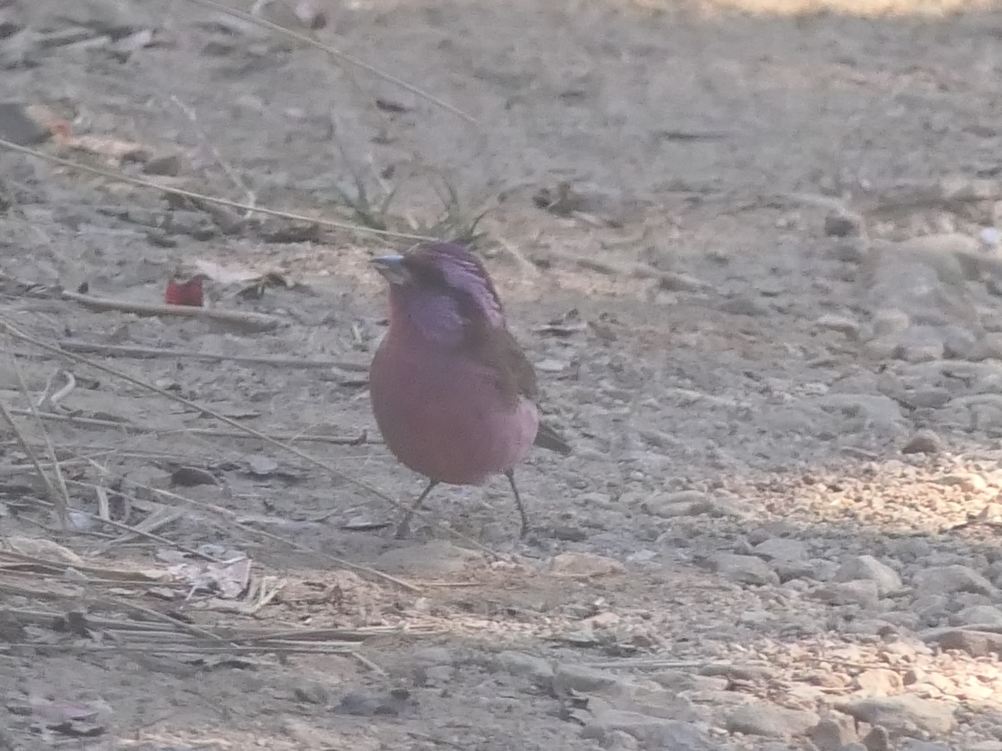 Pink-browed Rosefinch (Carpodacus rodochroa), photo 1