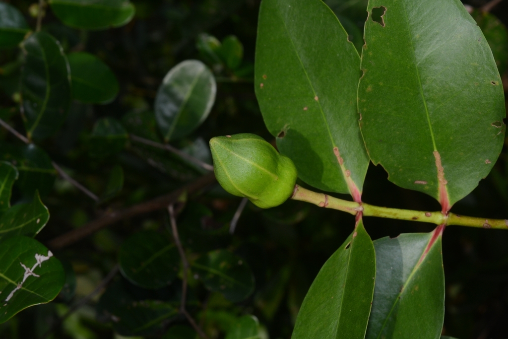 Sonneratia caseolaris (Sonneratia caseolaris)