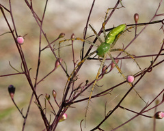 Agalinis filifolia