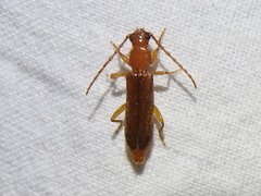 Smodicum cucujiforme