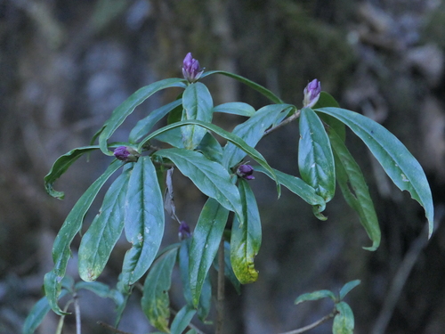 Image of Daphne bholua by (c) Sagnik Dutta Roy, some rights reserved (CC BY)