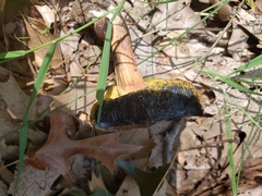 Cyanoboletus