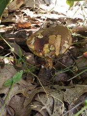 Cyanoboletus