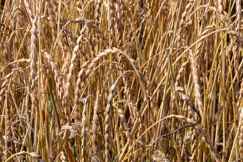 Triticum spelta
