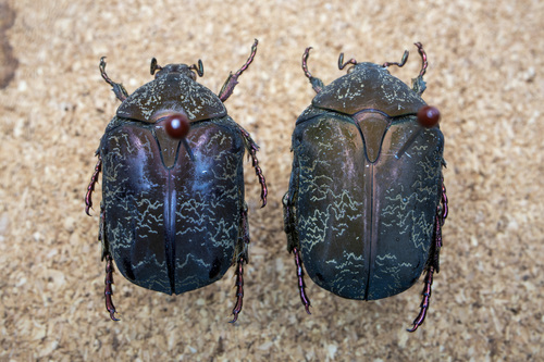 Protaetia cariana