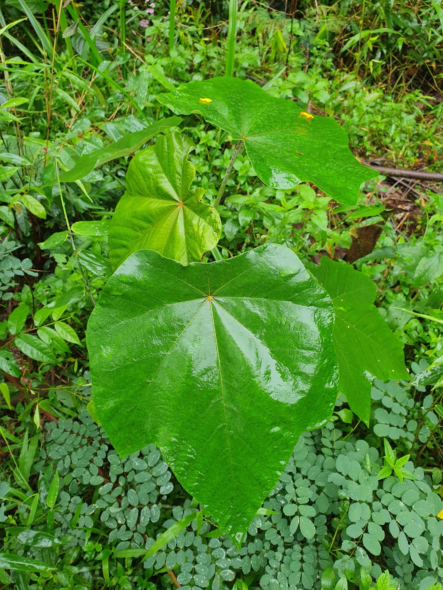 Cecropia hololeuca