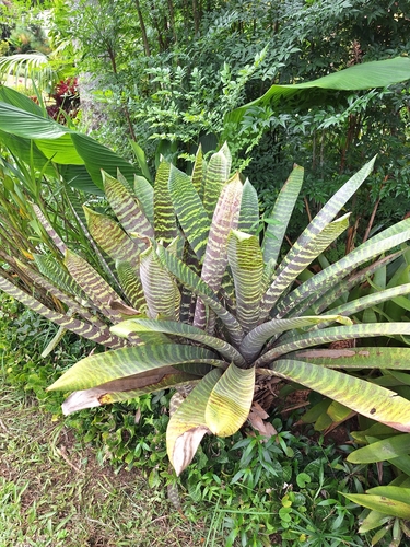 Vriesea fosteriana