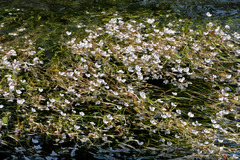 Sagittaria filiformis