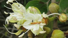 Hymenaea martiana, photograph (c) Gustavo Sandres, some rights reserved (CC BY-SA)