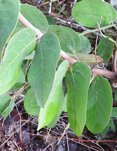 Hymenaea martiana