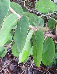 Hymenaea martiana