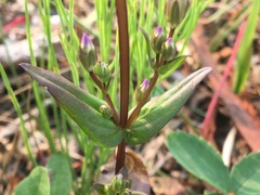 Gentianella amarella acuta